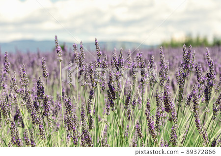 flower, lavender, lilac 89372866
