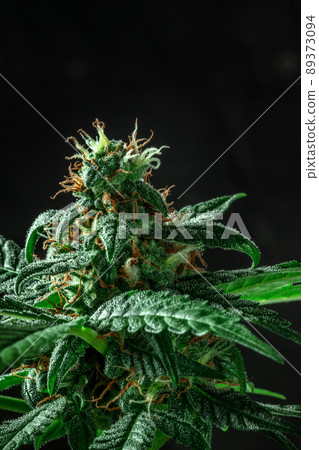 Blooming cannabis plant with white and yellow flowers on a black background Blooming cannabis plant with white and yellow flowers on a black background 89373094
