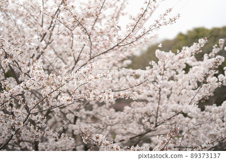 小畑川櫻 89373137