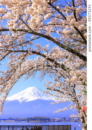 Kawaguchiko Mt. Fuji and cherry blossoms Kawaguchiko Mt. Fuji and cherry blossoms 89373241