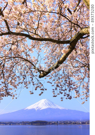 Kawaguchiko Mt. Fuji and cherry blossoms Kawaguchiko Mt. Fuji and cherry blossoms 89373280