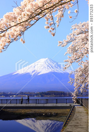 Kawaguchiko Mt. Fuji and cherry blossoms Kawaguchiko Mt. Fuji and cherry blossoms 89373283