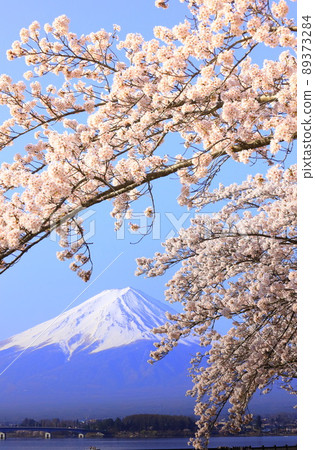河口湖富士山和櫻花 河口湖富士山和櫻花 89373284
