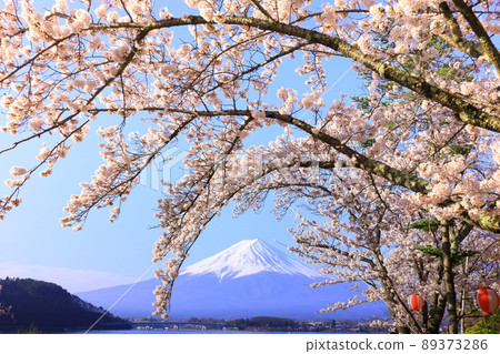 河口湖富士山和櫻花 河口湖富士山和櫻花 89373286