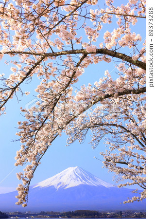 河口湖富士山和櫻花 河口湖富士山和櫻花 89373288