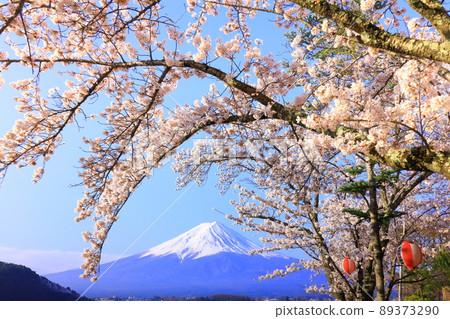 河口湖富士山和櫻花 河口湖富士山和櫻花 89373290