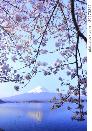 河口湖富士山和櫻花 89373292