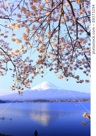 河口湖富士山和櫻花 89373294