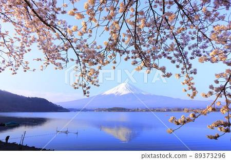 河口湖富士山和櫻花 河口湖富士山和櫻花 89373296