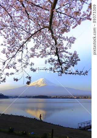 Kawaguchiko Mt. Fuji and cherry blossoms 89373309