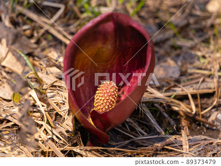 Zazen grass 89373479