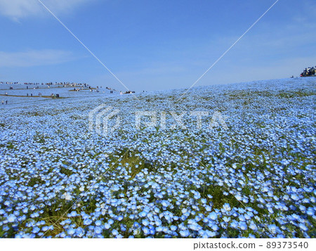 Nemophila and blue sky scenery of Hitachi Seaside Park, Ibaraki Prefecture Nemophila and blue sky scenery of Hitachi Seaside Park, Ibaraki Prefecture 89373540