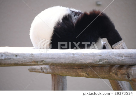 A round child panda 89373554
