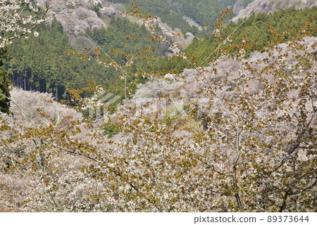 [Mt. Yoshino, Nara Prefecture] Kamisen cherry blossoms 89373644