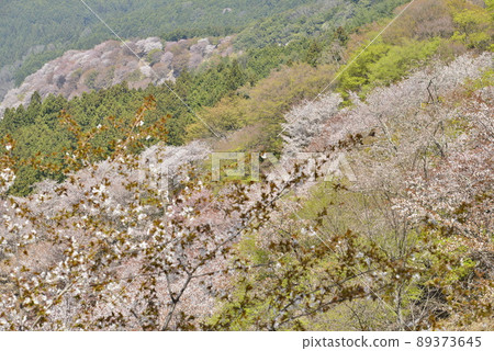 [Mt. Yoshino, Nara Prefecture] Kamisen cherry blossoms 89373645