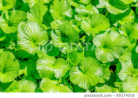 靜岡縣伊豆市芥末葉淨蓮瀑布 靜岡縣伊豆市芥末葉淨蓮瀑布 89374058