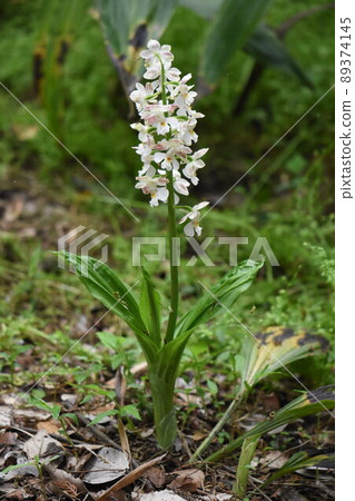 Wild grass 89374145