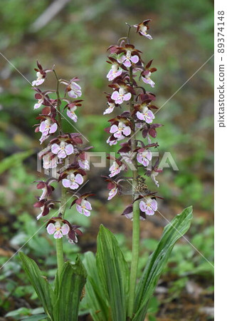 Wild grass Wild grass 89374148