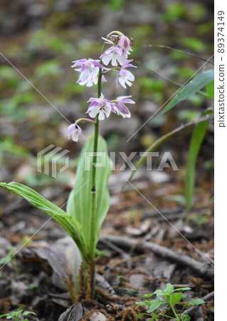 Wild grass Wild grass 89374149