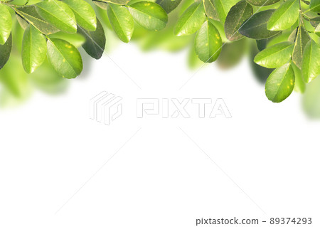 Citrus leaf frame isolated on white. 89374293