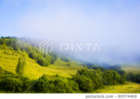 Carpathian nature in summer 89374469