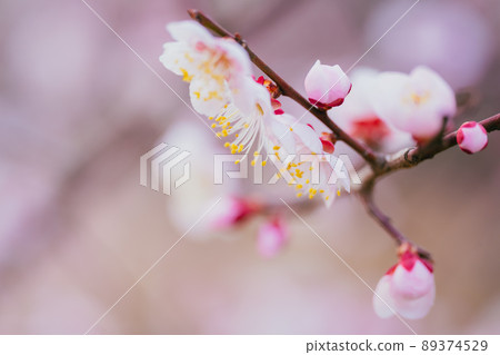 小金井公園梅 89374529