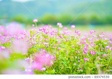 北斗蓮花場 89374530