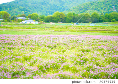 北斗蓮花場 89374535