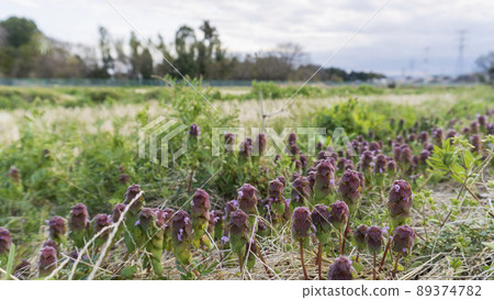Spring landscape of the countryside where the deadnettle blooms / Labiatae 89374782