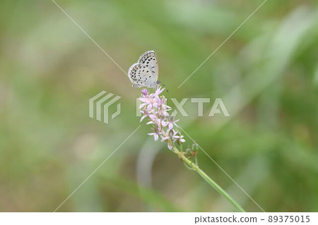 Croatian Croatian 89375015