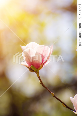 Magnolia spring flowers 89375221