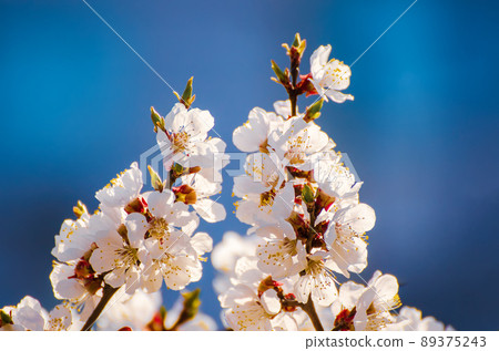 Apricot tree blossoms 89375243