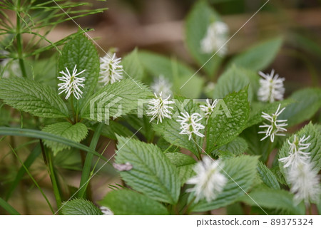 White fireworks 89375324
