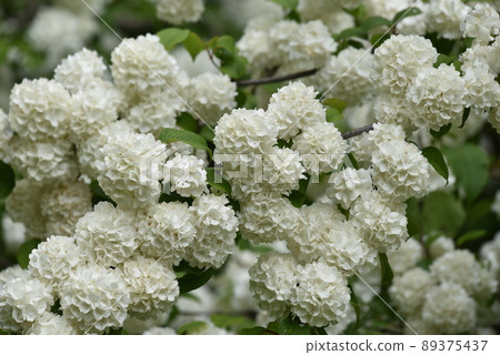 Crowded white balls 89375437