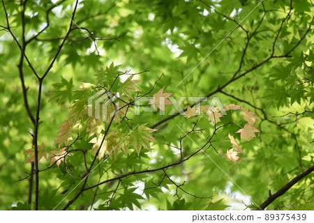 New green Momiji 89375439