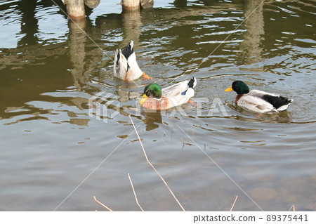 Skin diving ducks 89375441