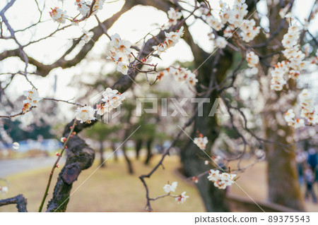 小金井公園梅 89375543