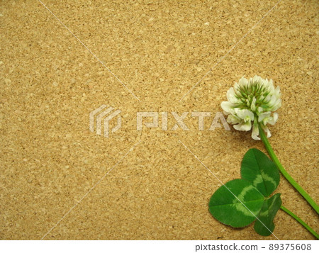 Copy space for white clover flowers and clover leaves on a cork board 89375608