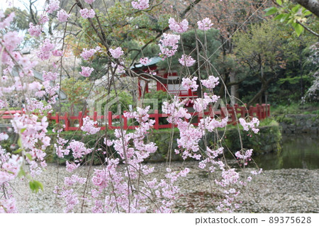Weeping cherry blossoms and petals floating on the surface of the water Weeping cherry blossoms and petals floating on the surface of the water 89375628