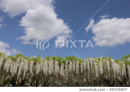 《Ashikaga Flower Park, Tochigi Prefecture》 Shirafuji in full bloom under the blue sky 89376007