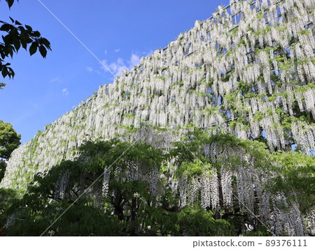 《Ashikaga Flower Park, Tochigi Prefecture》 Shirafuji in full bloom under the blue sky 89376111