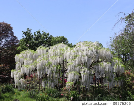 《Ashikaga Flower Park, Tochigi Prefecture》 Shirafuji in full bloom under the blue sky 《Ashikaga Flower Park, Tochigi Prefecture》 Shirafuji in full bloom under the blue sky 89376206