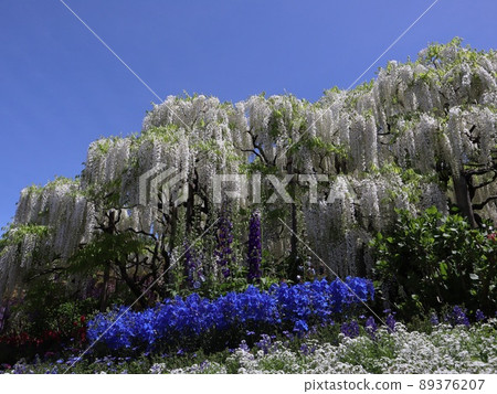 《Ashikaga Flower Park, Tochigi Prefecture》 Shirafuji in full bloom under the blue sky 《Ashikaga Flower Park, Tochigi Prefecture》 Shirafuji in full bloom under the blue sky 89376207