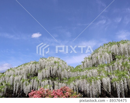 《Ashikaga Flower Park, Tochigi Prefecture》 Shirafuji in full bloom under the blue sky 89376475