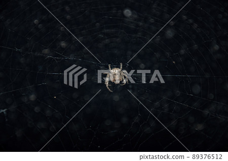 Brown spider on the web. 89376512