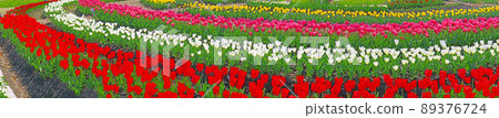 In the flowerbed panorama where colorful tulip flowers bloom 89376724