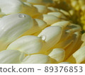 菊花 89376853