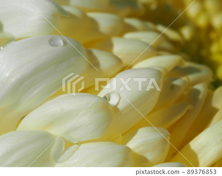 菊花 菊花 89376853