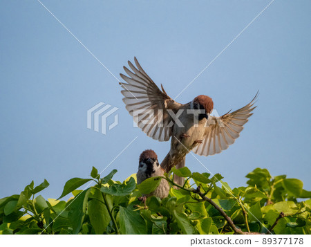 一隻張開翅膀的小麻雀 89377178
