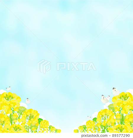 油菜田、白菜蝴蝶和藍天風景 油菜田、白菜蝴蝶和藍天風景 89377290